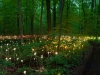 Bruce Munro
