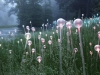 Bruce Munro