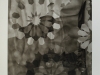 Matthew Shlian